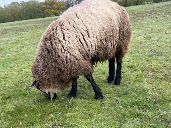 Image 2 of 7/8th Blue Texel entire Ram Hoggs.