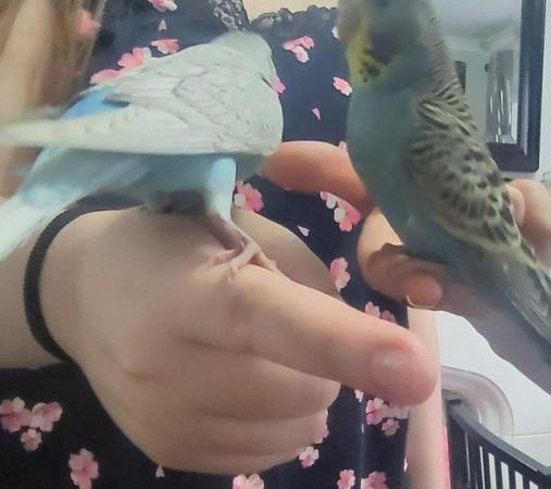 Image 5 of 2 eleven month old female budgies
