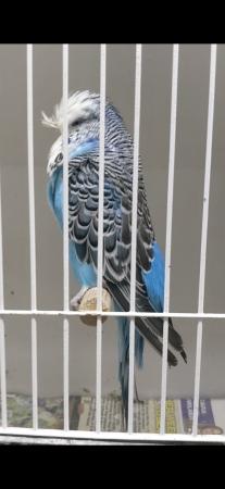 Image 2 of Adult male exhibition budgies for sale