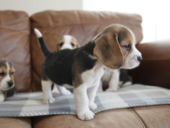 Image 9 of Beautiful Health Tested Beagle Puppies