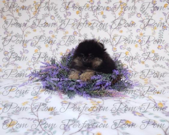 Image 15 of Xxs Teddy Bear Pomeranian Puppies