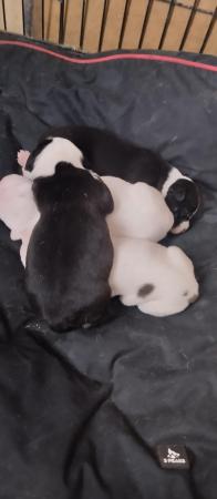 Image 2 of Staffordshire bull terrier pups