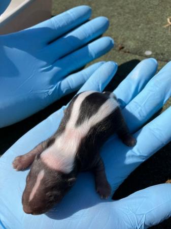 Image 6 of Adorable Baby Skunks available at 8 weeks