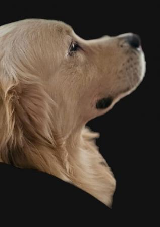 Image 3 of Stunning Golden retriever puppies, beautiful temperament