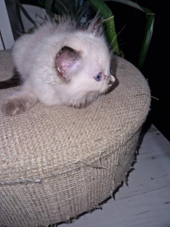 Image 8 of **READY NOW* *FEMALE Ragdoll Kittens