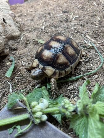 Image 1 of Baby Marginated Tortoise At Urban Exotics