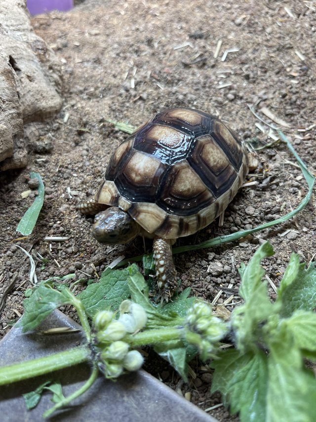 Preview of the first image of Baby Marginated Tortoise At Urban Exotics.