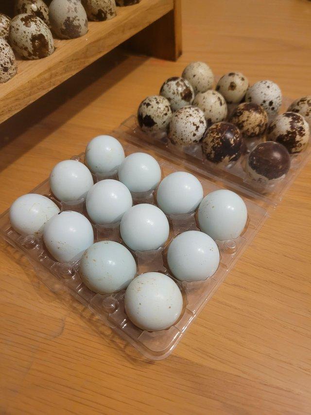 Preview of the first image of FERTILISED Quail Hatching Eggs.