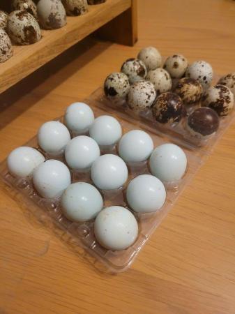 Image 1 of FERTILISED Quail Hatching Eggs