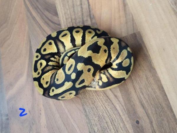 Image 4 of Royal Pythons for sale - Various