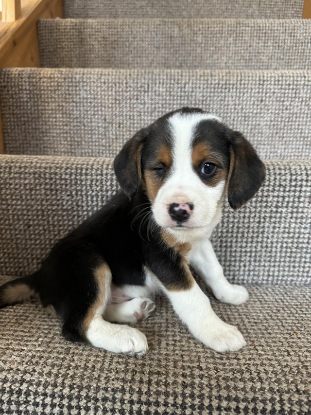 Preview of the first image of Special Home required for Beagle X Collie Puppy for sale.