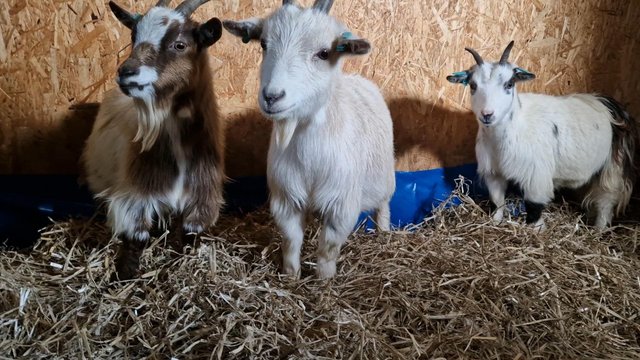 Preview of the first image of Pygmy goat nannys 2022 born.