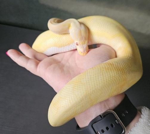 Image 5 of Male albino pied royal python (ball python) cb22  snake