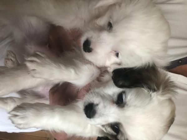 Image 3 of Poodle x Chihuahua Puppies