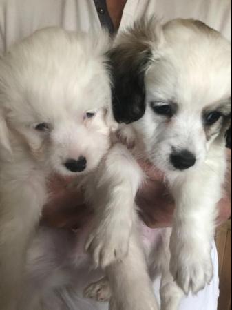 Image 3 of Poodle x Chihuahua Puppies