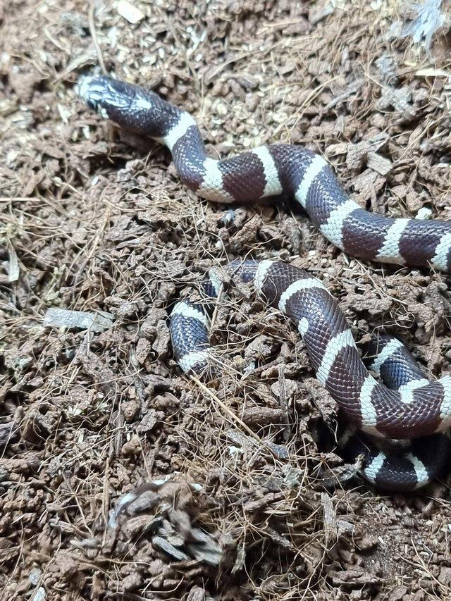 Preview of the first image of Captive bred 2023 Californian kingsnakes.