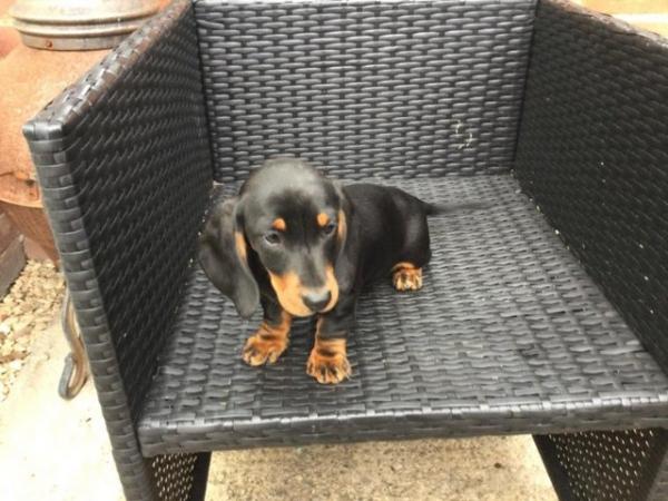 Image 6 of Dachshund puppies for sale