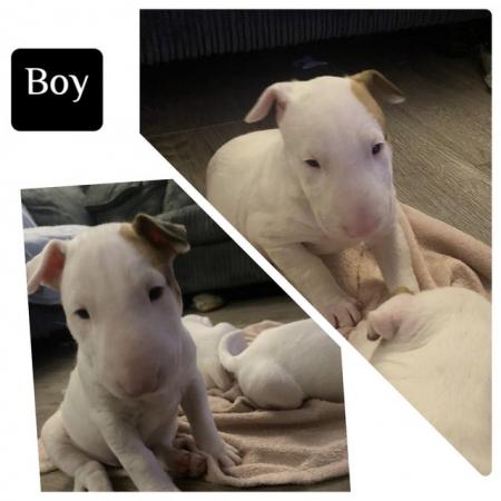 Image 4 of KC Registered English Bull Terrier puppies