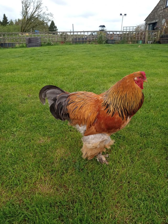 Preview of the first image of 2 X Brahma Cocks, ready to go 12 months old.