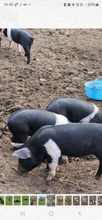 Image 1 of weaners for sale, good strong stocky animals