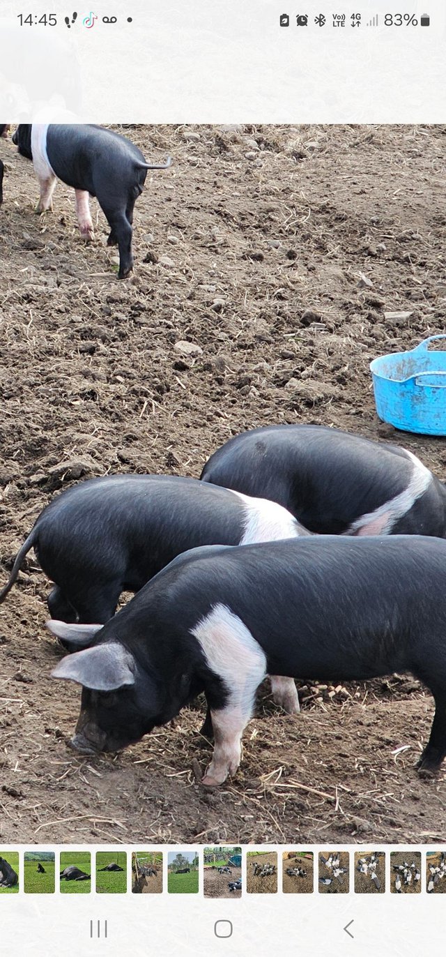 Preview of the first image of 8 week old weaners for sale.