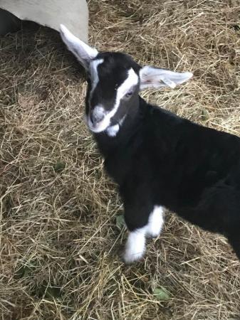 Image 1 of Beautiful Dairy goats available