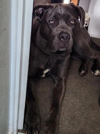 Image 10 of 11 months old. Female Cane Corso