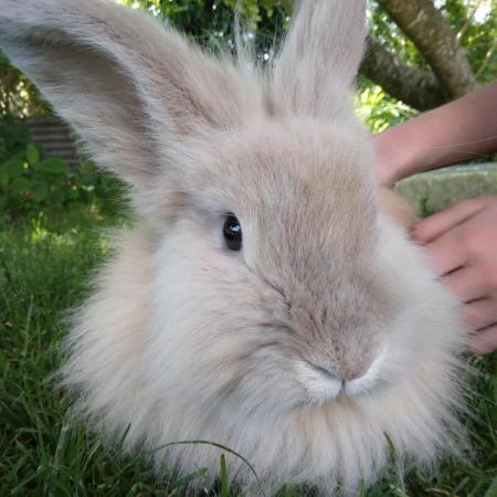 Image 3 of Gorgeous fluffy male lionhead rabbit nearly 2 years