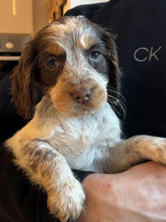 Image 6 of Cocker Spaniel Puppies for sale