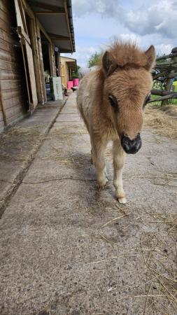 Image 1 of Miniature Colt Foal For Sale