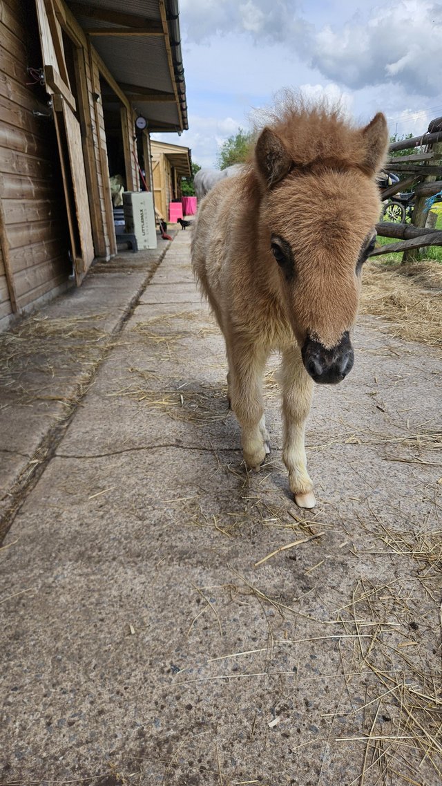 Preview of the first image of Miniature Colt Foal For Sale.