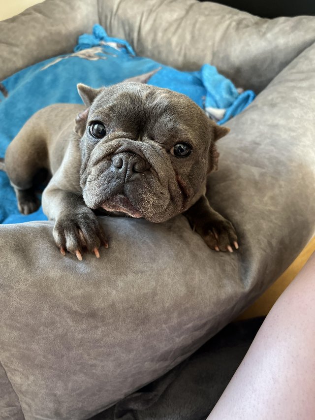 Preview of the first image of French bulldog female ??.