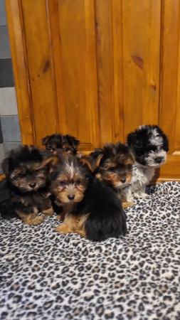 Image 1 of Yorkshire terrier puppys