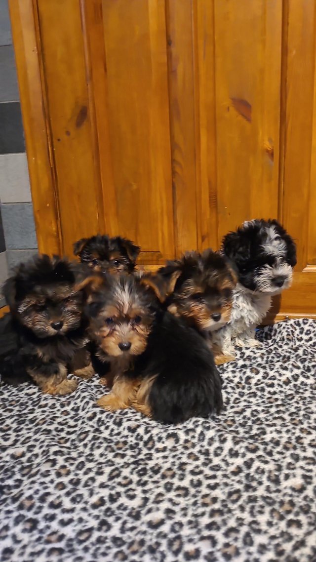 Preview of the first image of Biewer Yorkshire terrier puppys.