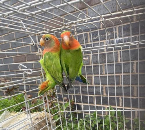 Image 1 of Fisher love bird breeding pair for sale Bury