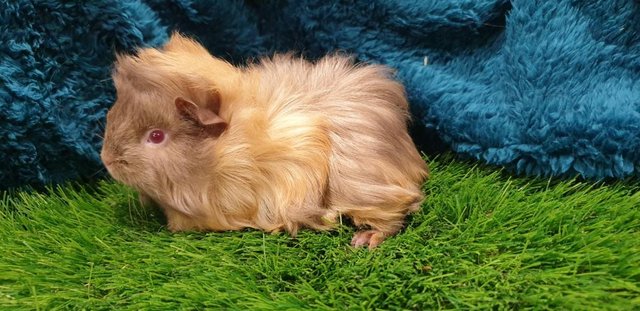 Image 1 of lovely Female (Sows) Guinea Pigs for Sale