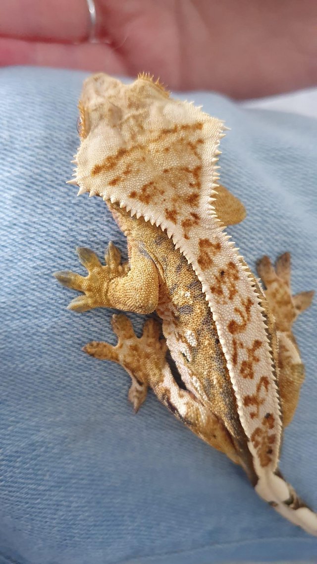 Preview of the first image of Gorgeous Tri Colour Harlequin Pinstripe Crested Gecko CB 22.