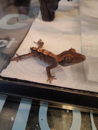 Image 3 of Crested Gecko Juveniles/Babies for Sale