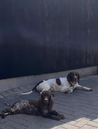 Image 24 of 7 Cocker Spaniels (4 left boys only) Ready to leave