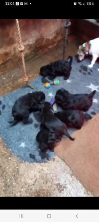 Adorable Jackapoo Puppies - Jack Russell Puppies For Sale in Stoke On ...