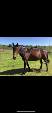 Image 1 of 17 year old Standardbred mare looking for companion home