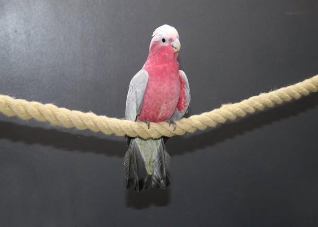 Image 4 of Baby Galah Cockatoo Talking Parrot,19