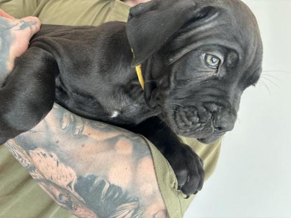 Image 6 of Litter of 12 Cane Corso Puppies