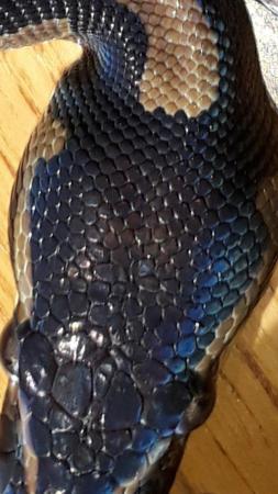 Image 5 of Black head royal python 50% possible het Orange ghost