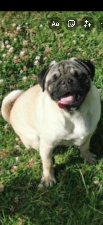 Image 3 of Amazing pugalier Puppy's pug ready now