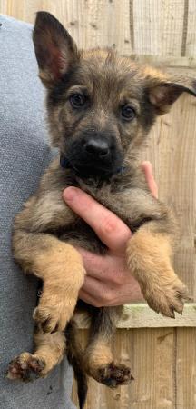 Image 8 of German Shepard puppies looking for there forever homes
