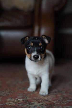 Image 7 of Beautiful tri-coloured jack Russell puppies!