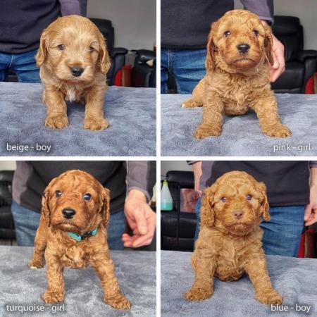 Image 4 of Miniature fox red Cockapoo boy - 11 weeks, needs a 5* home