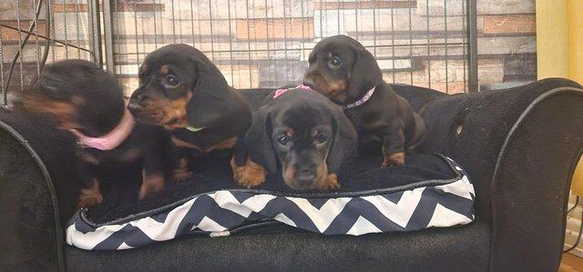 Image 5 of Miniature dachshund puppies READY TO GO!