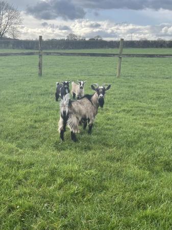 Image 1 of Pygmy goats ready to go in one week